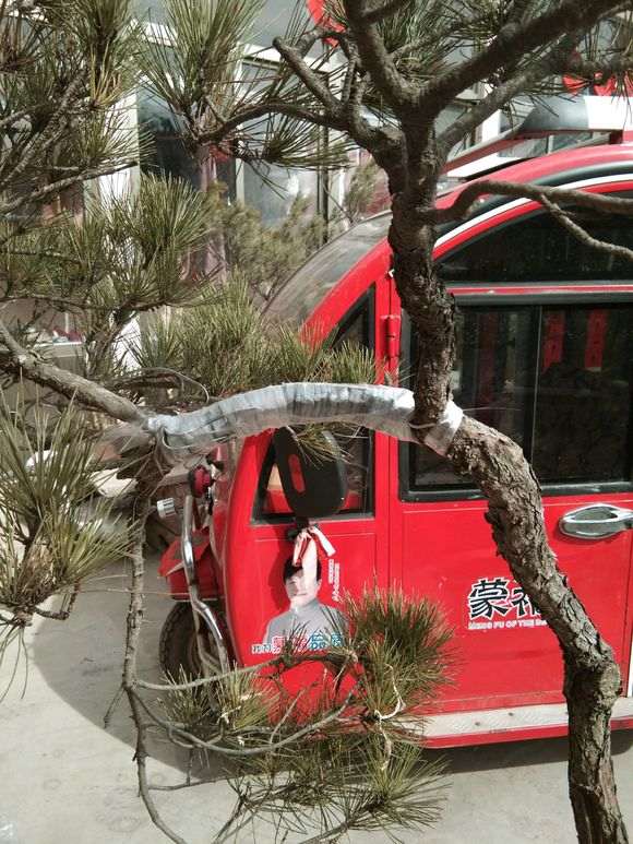 松树下山桩怎么开槽拿弯造型的方法