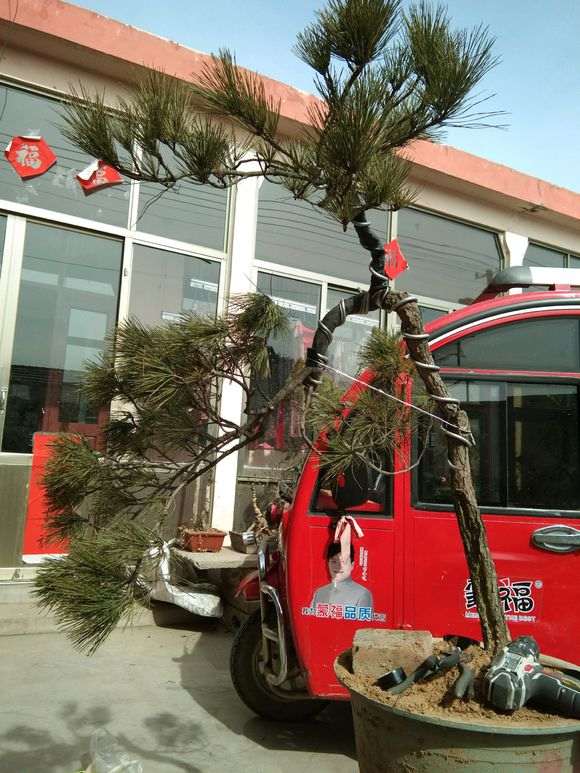 松树下山桩怎么开槽拿弯造型的方法