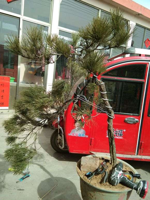 松树下山桩怎么开槽拿弯造型的方法