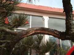 松树下山桩怎么开槽拿弯造型的方法