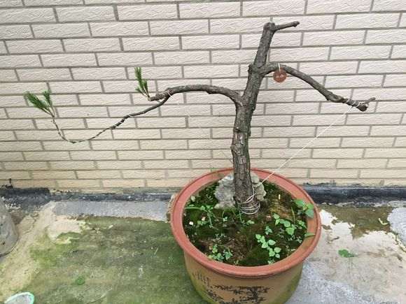 松树下山桩还能发新枝吗