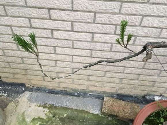 松树下山桩还能发新枝吗