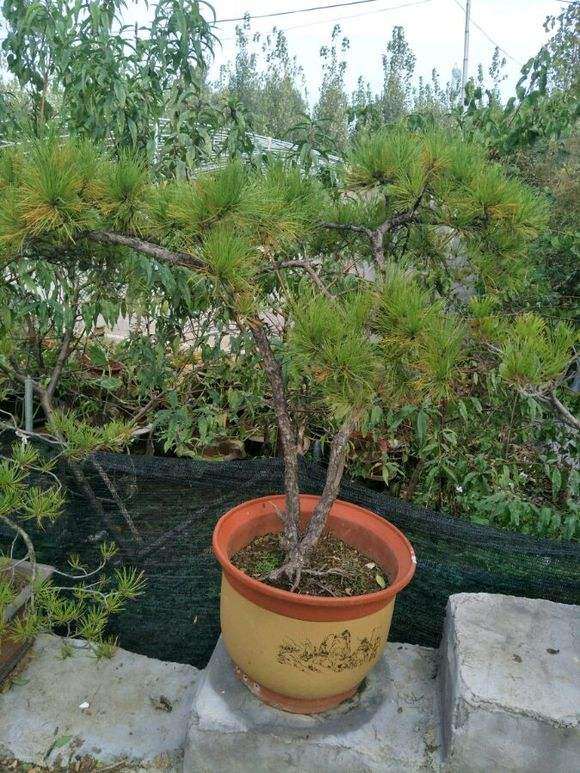 坟地旁种松树下山桩对风水有没有影响