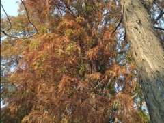 这种树叶可以给松树下山桩当肥料吗