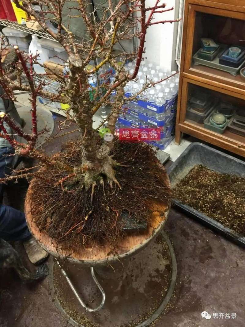 图解 红枫盆景怎么磐根的方法