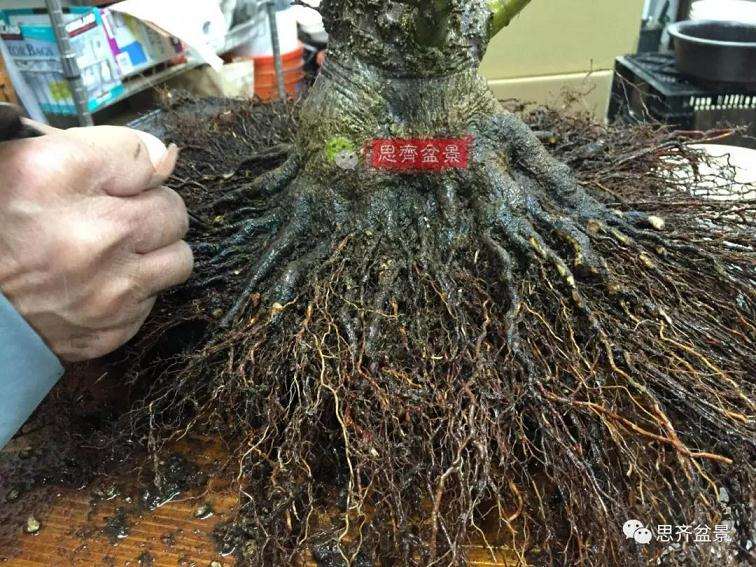 图解 红枫盆景怎么磐根的方法