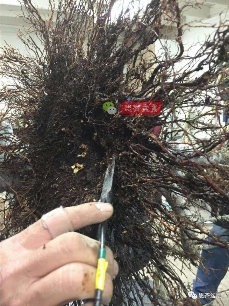 图解 红枫盆景怎么磐根的方法