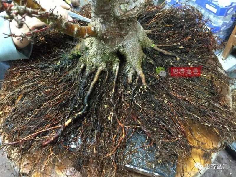 图解 红枫盆景怎么磐根的方法