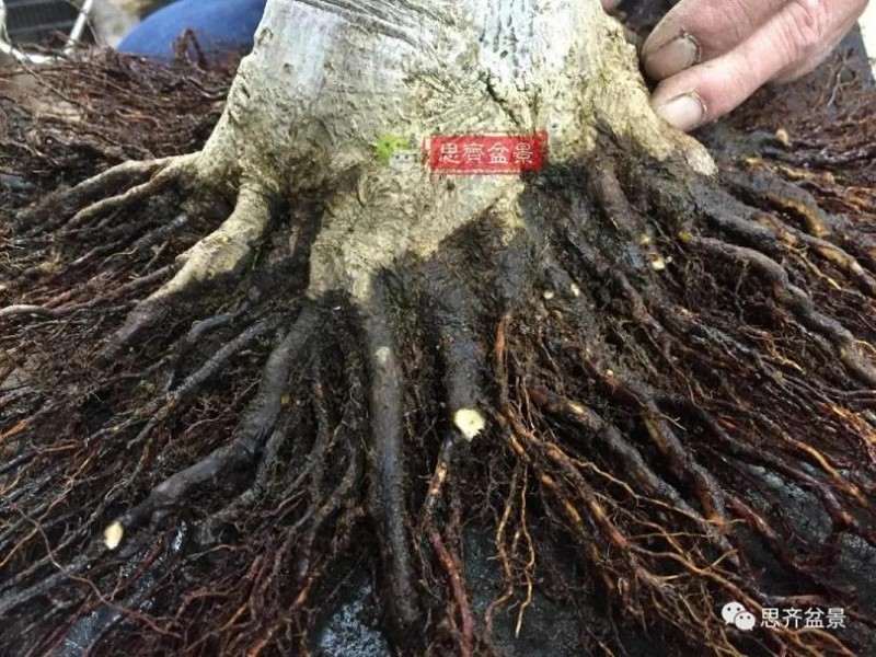 图解 红枫盆景怎么磐根的方法