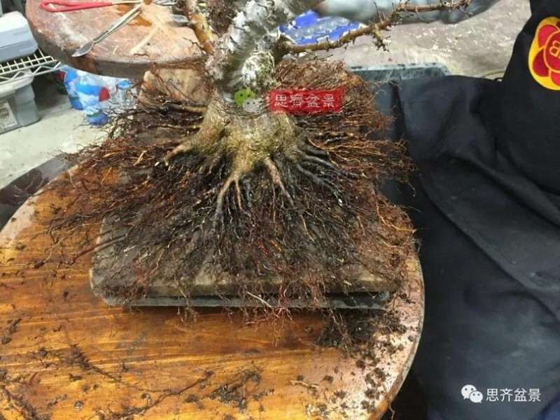 图解 红枫盆景怎么磐根的方法