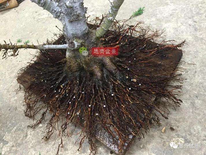 图解 红枫盆景怎么磐根的方法