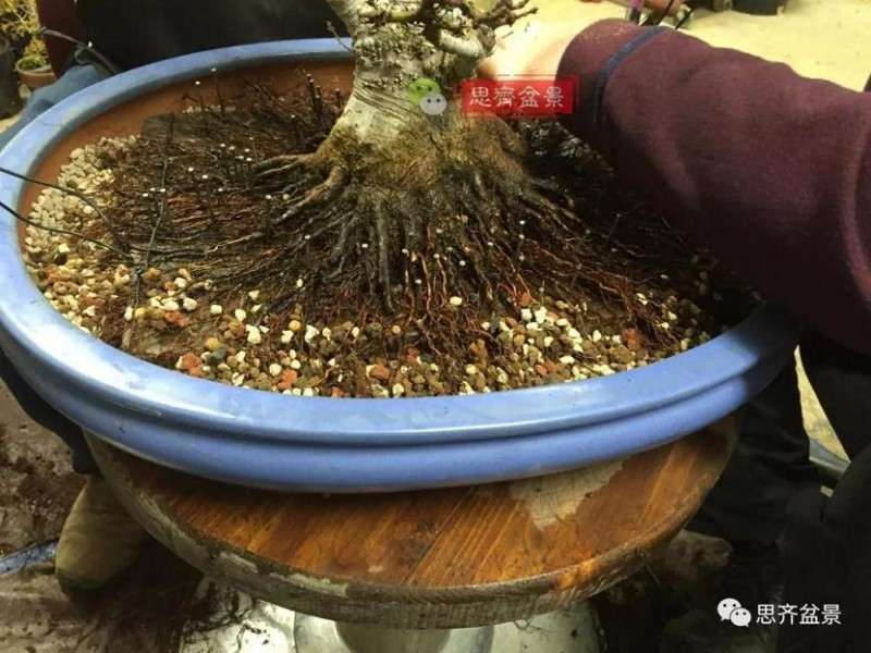 图解 红枫盆景怎么磐根的方法