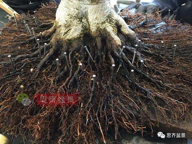 图解 红枫盆景怎么磐根的方法