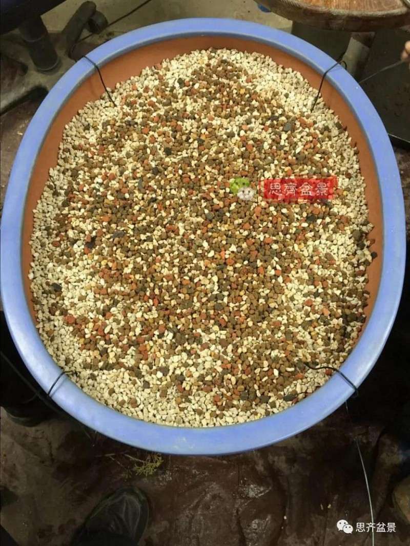 图解 红枫盆景怎么磐根的方法