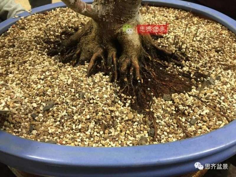 图解 红枫盆景怎么磐根的方法