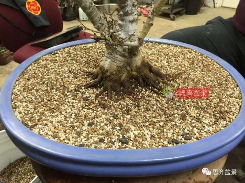 图解 红枫盆景怎么磐根的方法