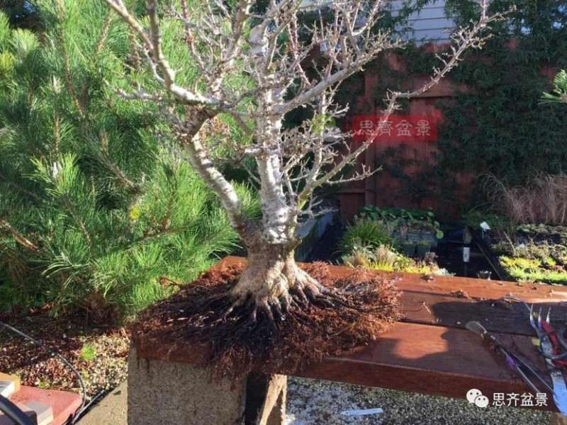 图解 红枫盆景怎么磐根的方法