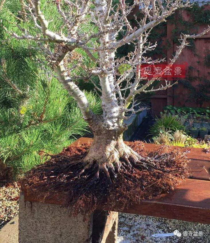 图解 红枫盆景怎么磐根的方法