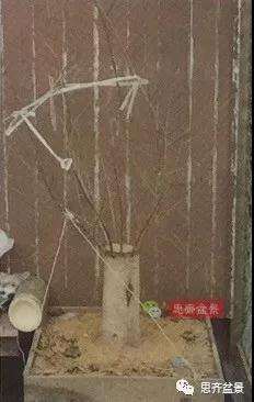 图解 红枫盆景怎么磐根的方法