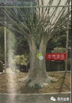 图解 红枫盆景怎么磐根的方法