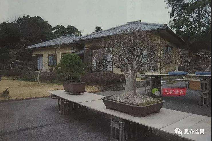 图解 红枫盆景怎么磐根的方法