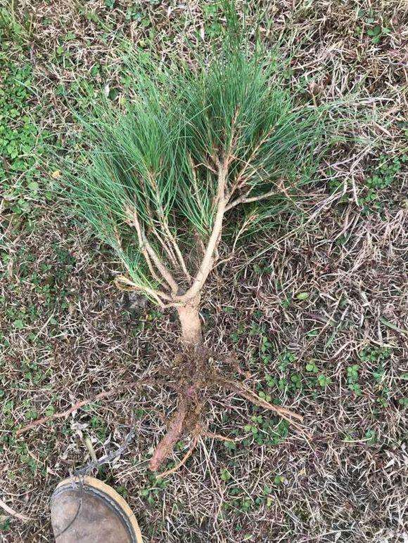 松树下山桩怎么用生根粉按比例泡