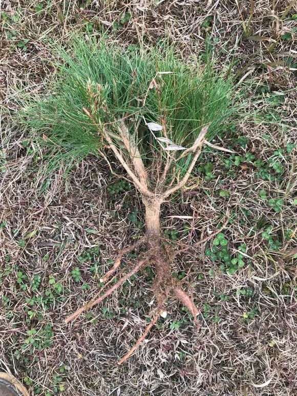 松树下山桩怎么用生根粉按比例泡