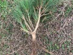 松树下山桩怎么用生根粉按比例泡