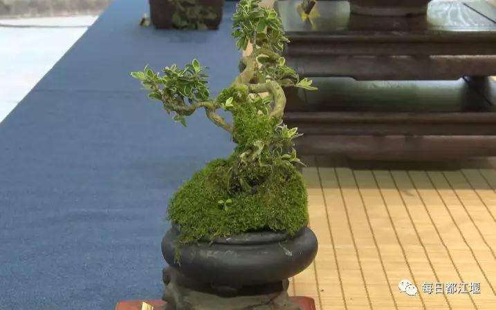 安龙小微盆景在都江堰景区开始展销啦