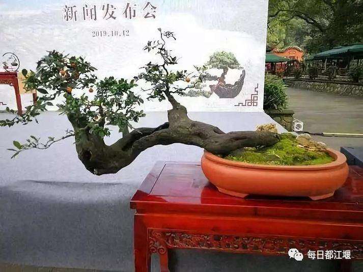 安龙小微盆景在都江堰景区开始展销啦