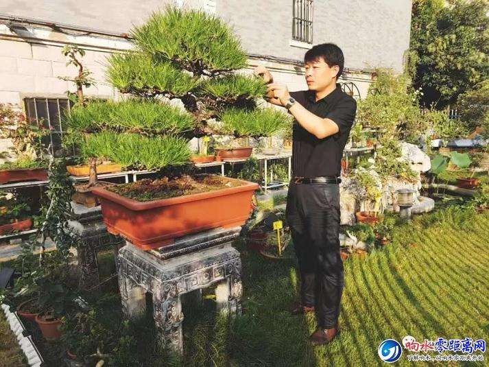 盐城小伙钻研盆景 获20多个金奖