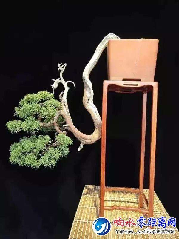 盐城小伙钻研盆景 获20多个金奖