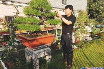 盐城小伙钻研盆景 获20多个金奖