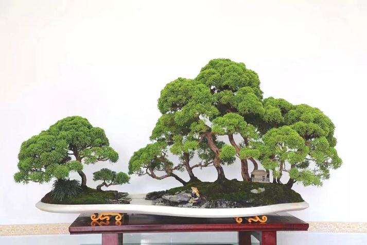 北京真柏盆景摘得国家级奖项