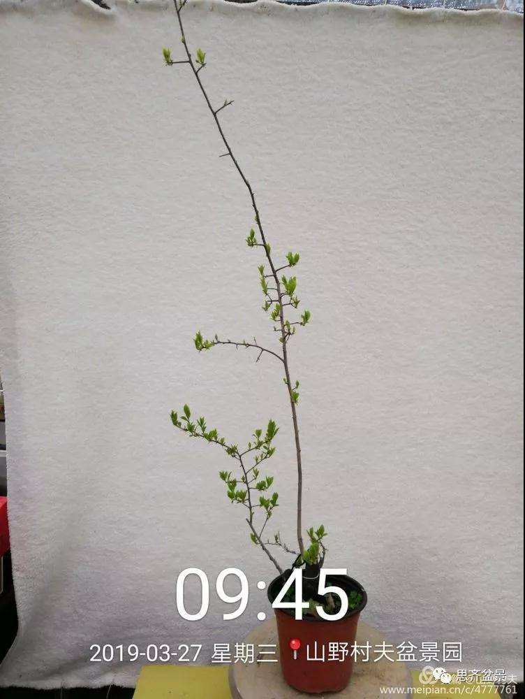 老鸦柿下山桩怎么制作盆景的过程