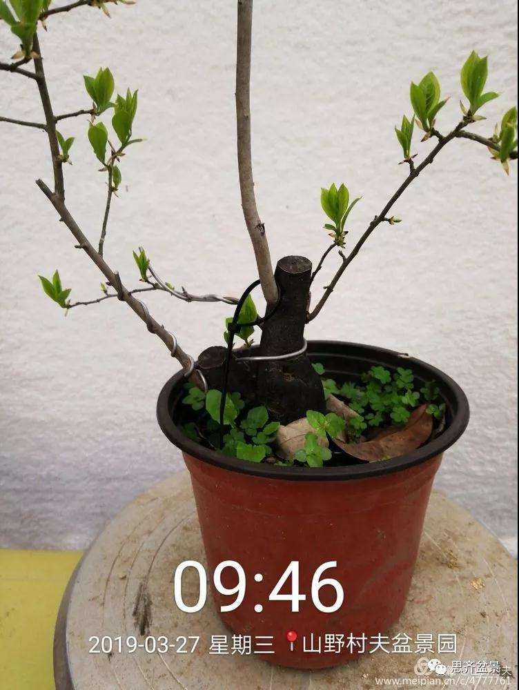 老鸦柿下山桩怎么制作盆景的过程