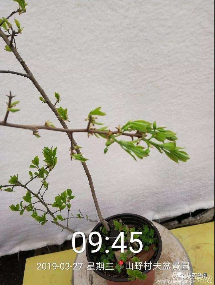 老鸦柿下山桩怎么制作盆景的过程