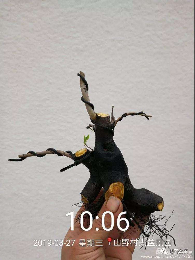 老鸦柿下山桩怎么制作盆景的过程