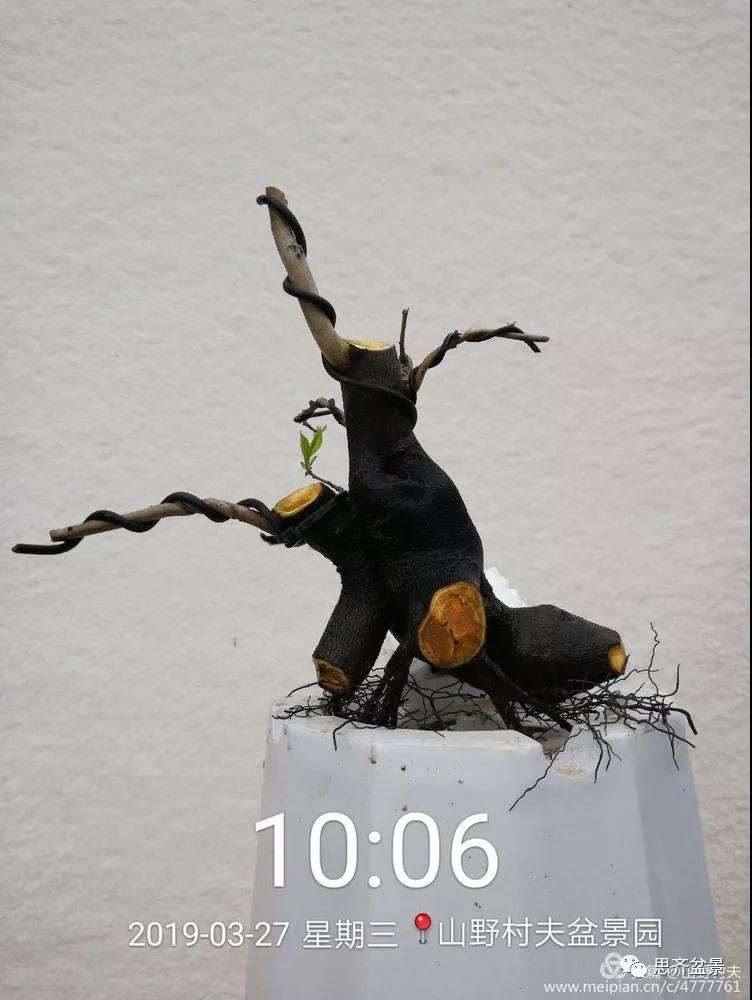 老鸦柿下山桩怎么制作盆景的过程