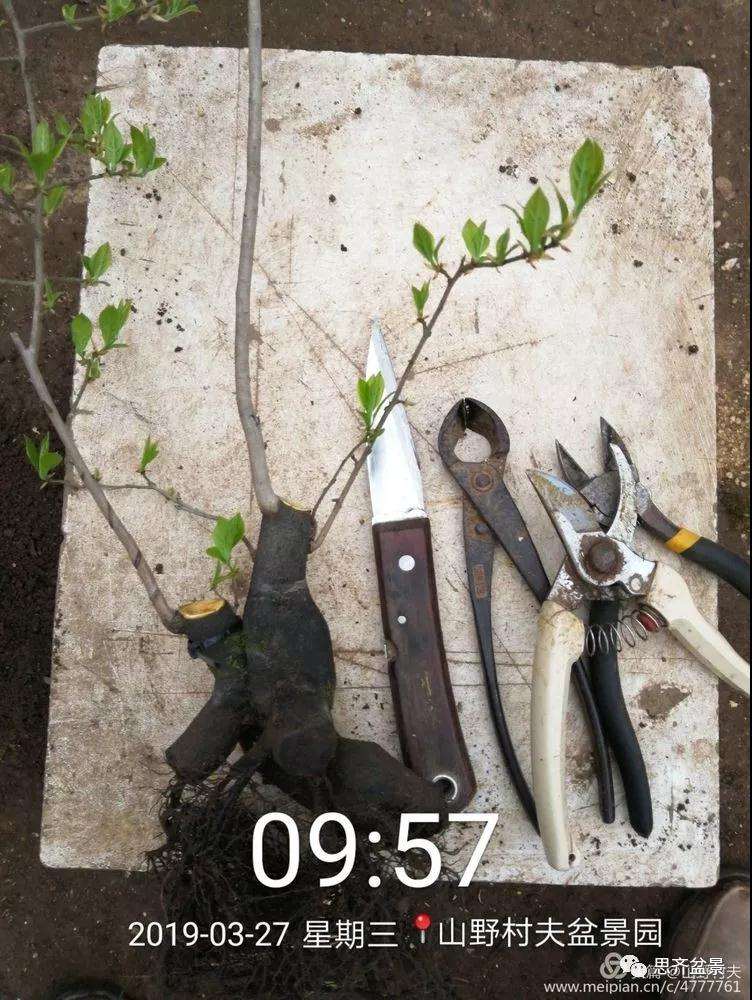 老鸦柿下山桩怎么制作盆景的过程