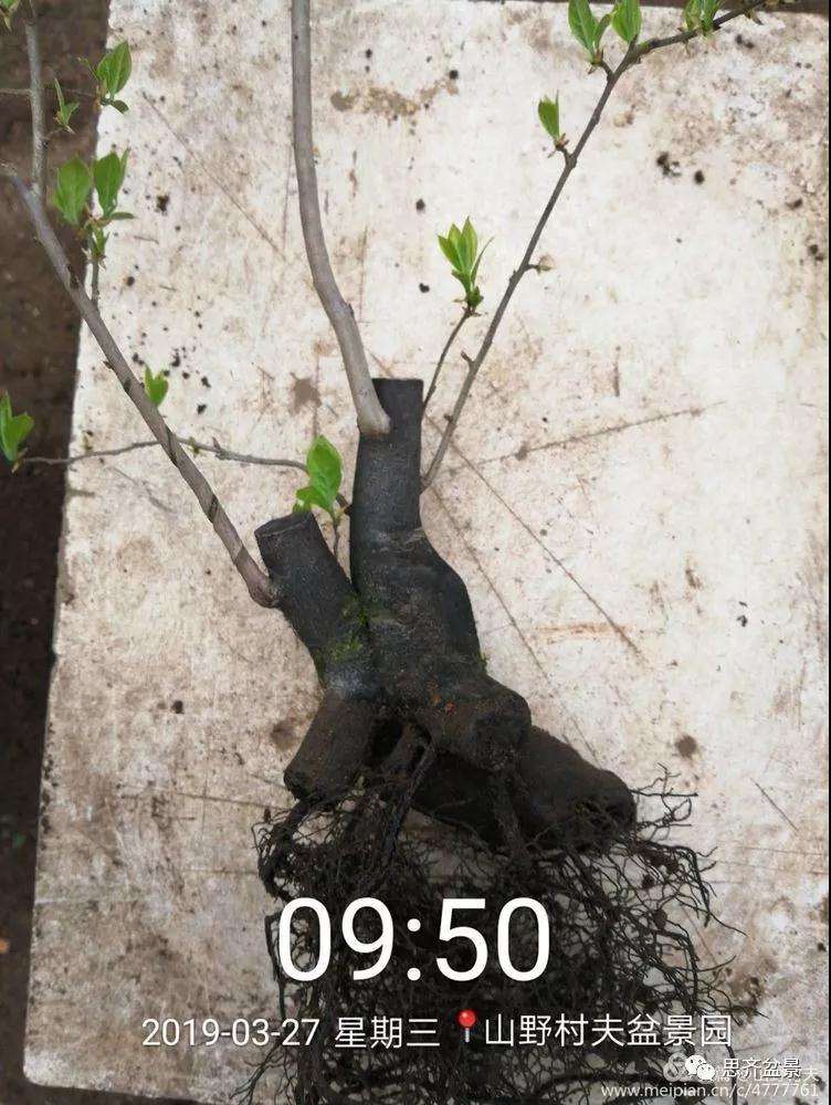 老鸦柿下山桩怎么制作盆景的过程