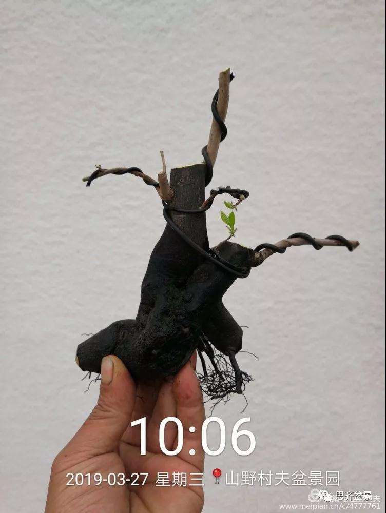 老鸦柿下山桩怎么制作盆景的过程