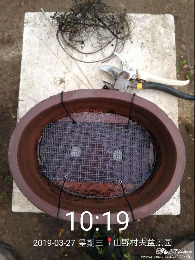 老鸦柿下山桩怎么制作盆景的过程