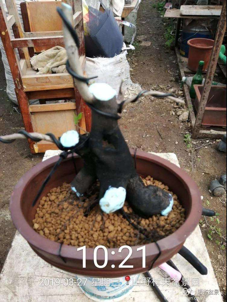 老鸦柿下山桩怎么制作盆景的过程