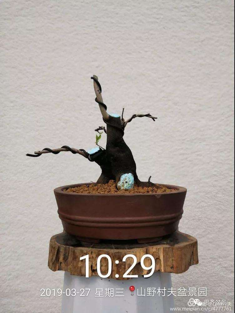 老鸦柿下山桩怎么制作盆景的过程