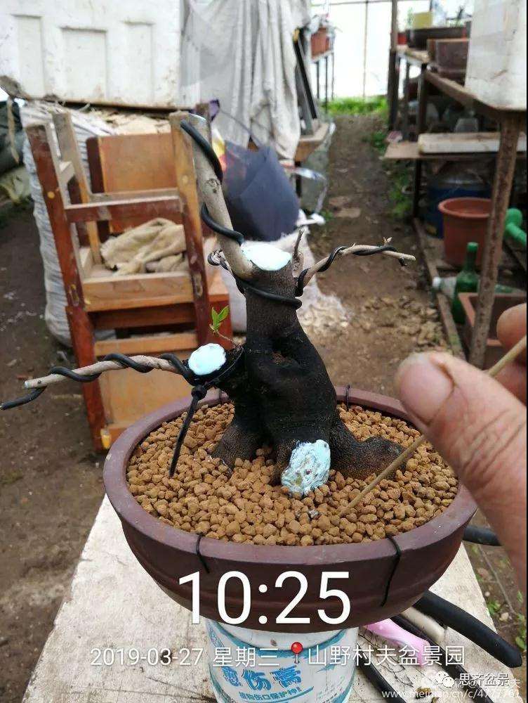 老鸦柿下山桩怎么制作盆景的过程