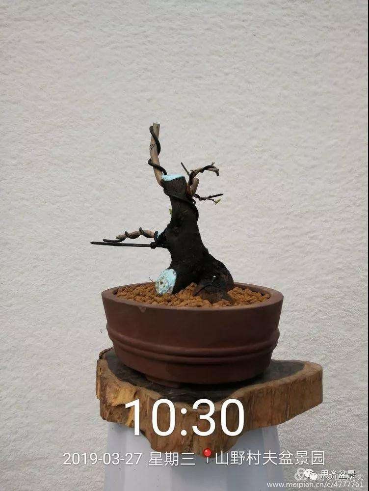 老鸦柿下山桩怎么制作盆景的过程