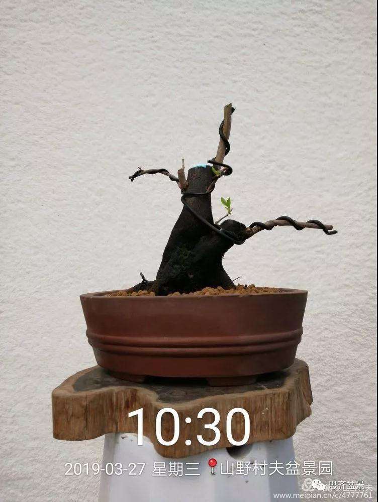 老鸦柿下山桩怎么制作盆景的过程