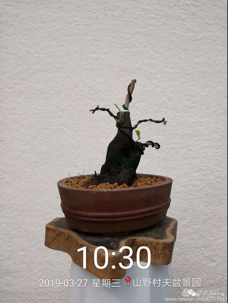 老鸦柿下山桩怎么制作盆景的过程