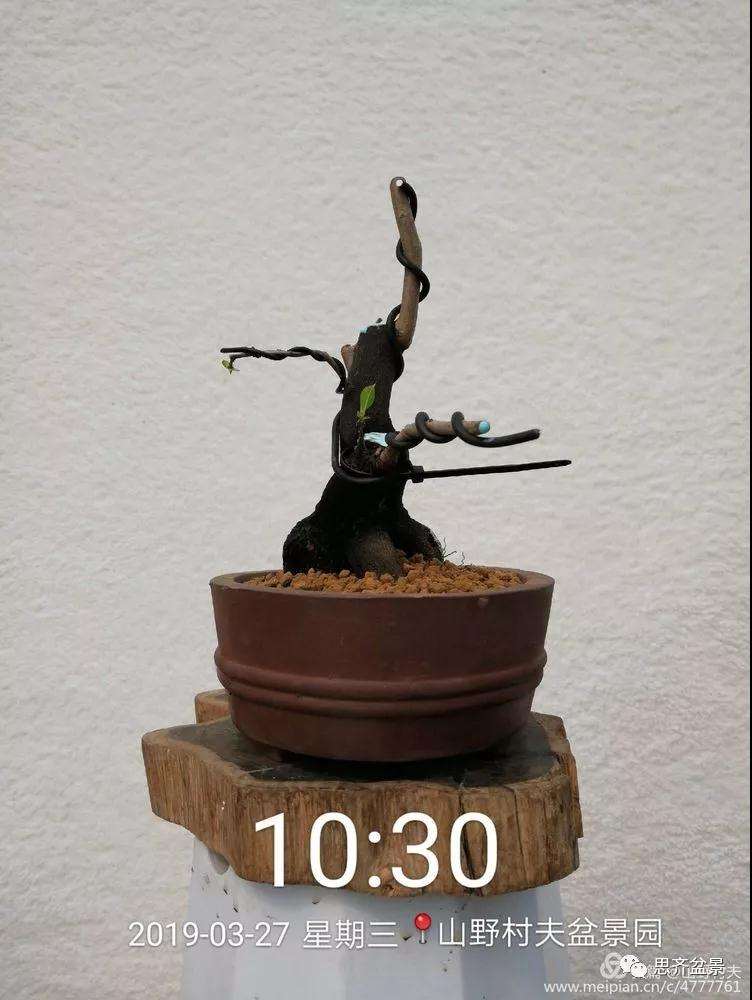 老鸦柿下山桩怎么制作盆景的过程